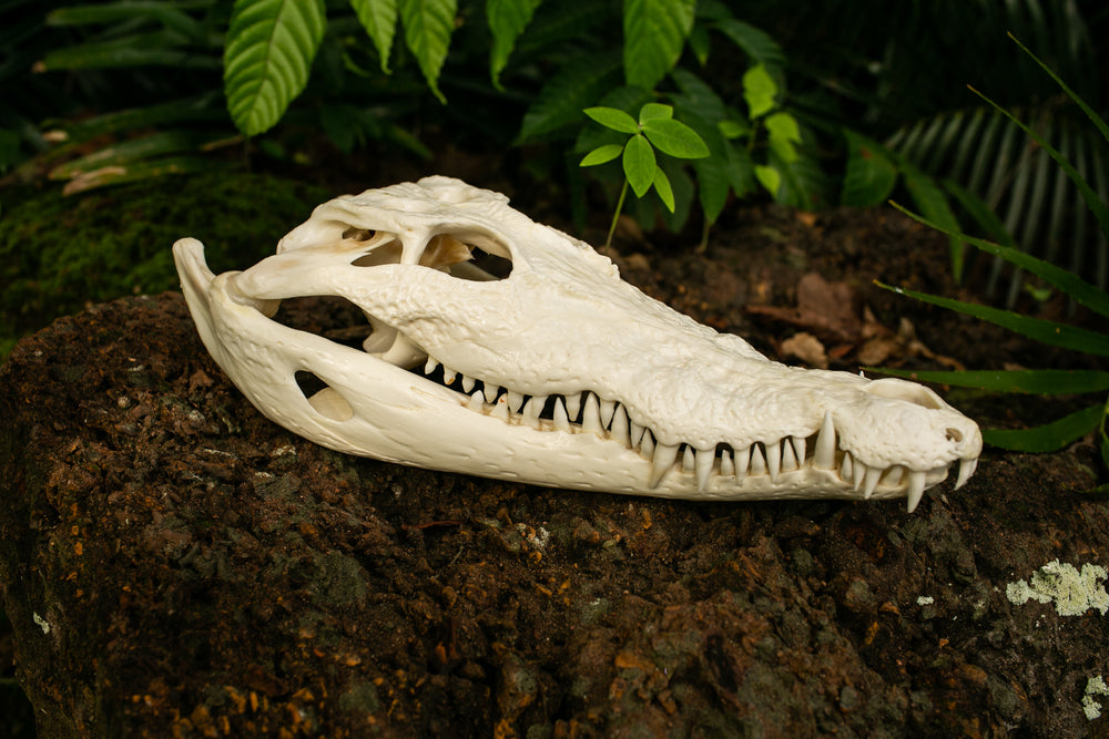an australian saltwater crocodile skull