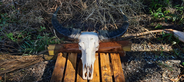 Buffalo Skull Taxidermy