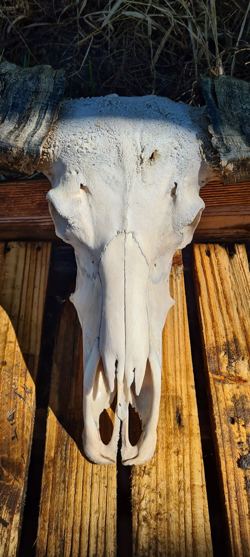 Buffalo Skull Taxidermy