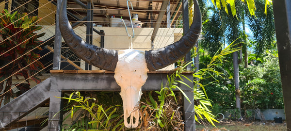 Buffalo Skull Taxidermy