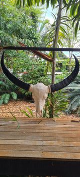 Buffalo Skull Taxidermy