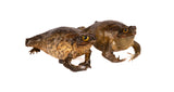 Genuine Taxidermy Cane Toad Fridge Magnet