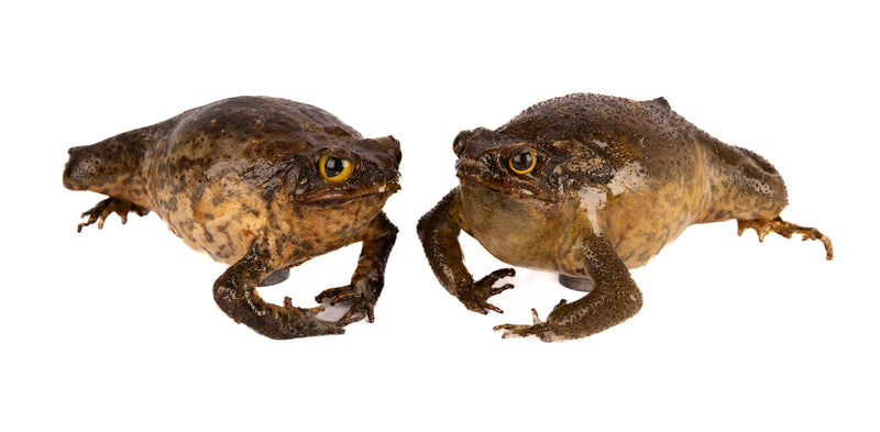 Genuine Taxidermy Cane Toad Fridge Magnet