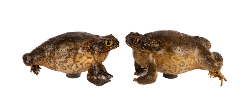 Genuine Taxidermy Cane Toad Fridge Magnet
