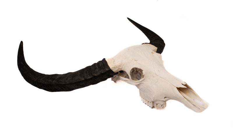 Buffalo Skull Taxidermy