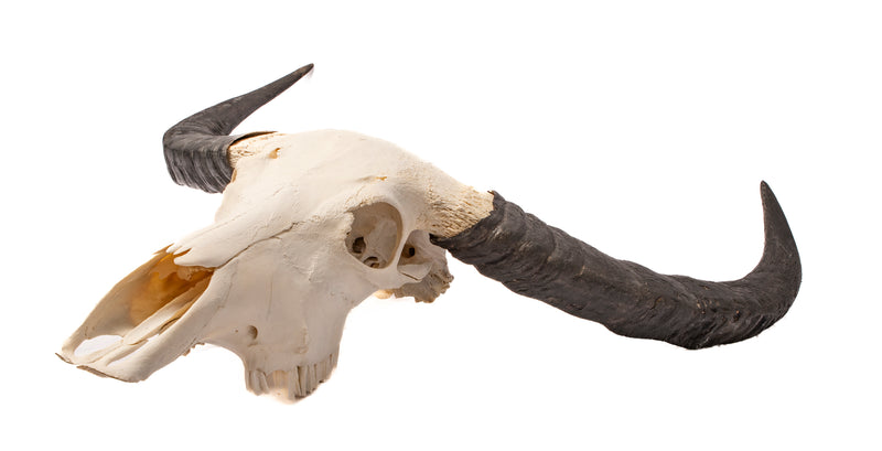 Buffalo Skull Taxidermy
