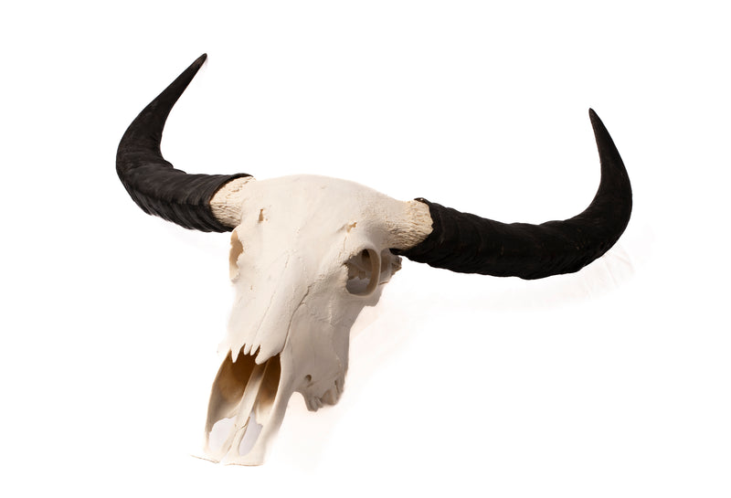 Buffalo Skull Taxidermy