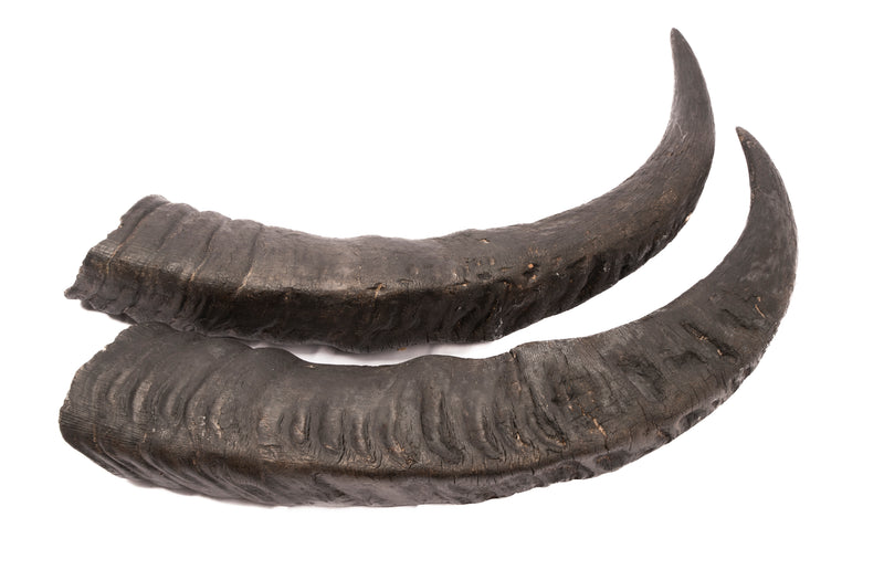 Buffalo Skull Taxidermy