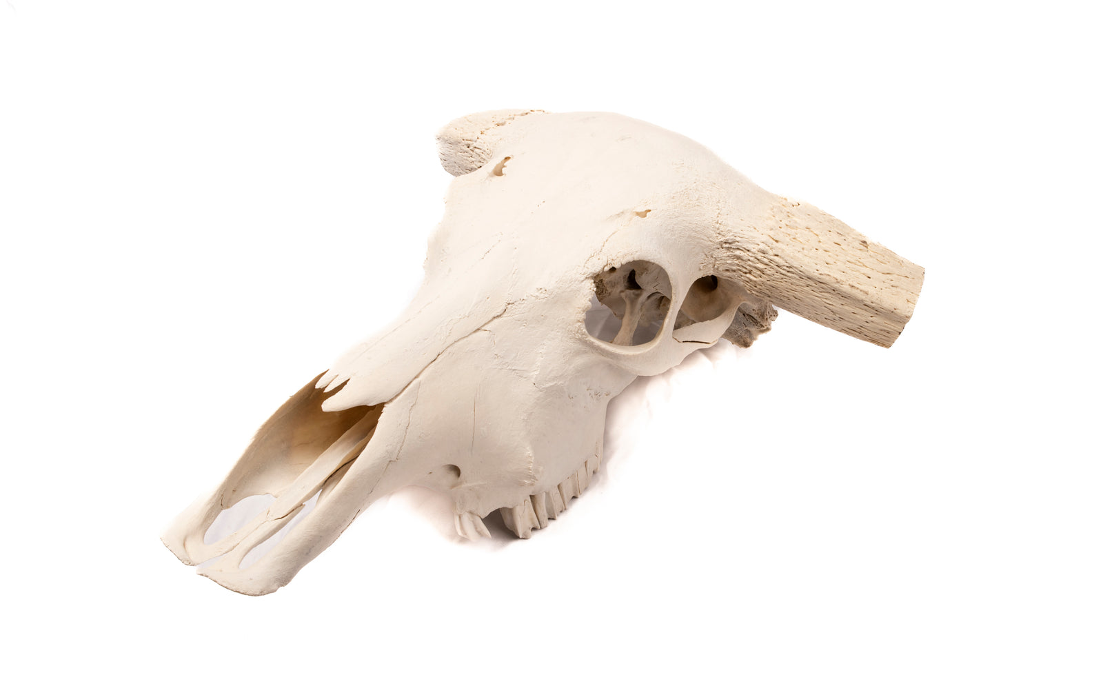 Buffalo Skull Taxidermy – Crocodile Darwin