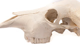 Buffalo Skull Taxidermy