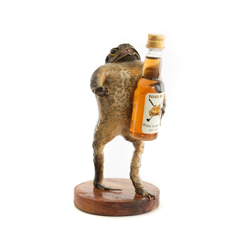 Genuine Taxidermy Cane Toad