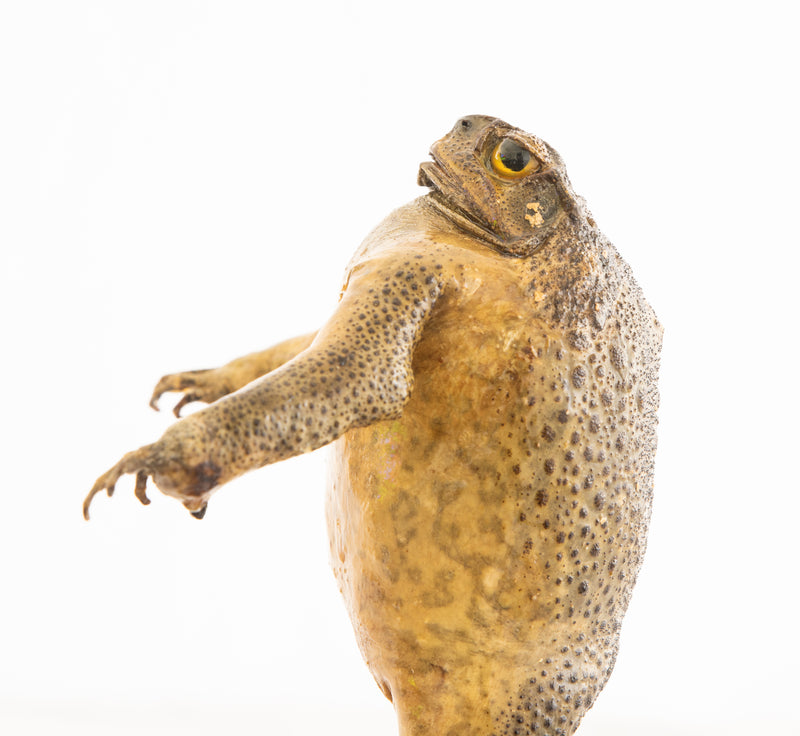 Genuine Taxidermy Cane Toad
