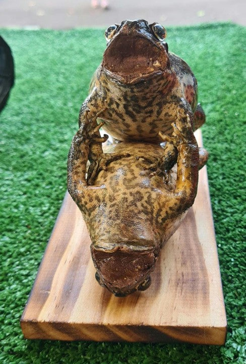 Genuine Taxidermy Cane Toad