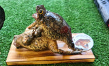 Genuine Taxidermy Cane Toad