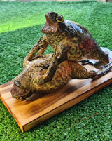 Genuine Taxidermy Cane Toad