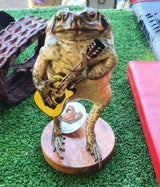 Genuine Taxidermy Cane Toad