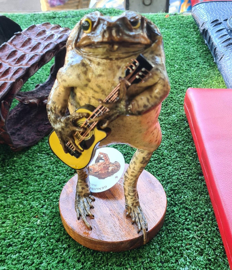 Genuine Taxidermy Cane Toad