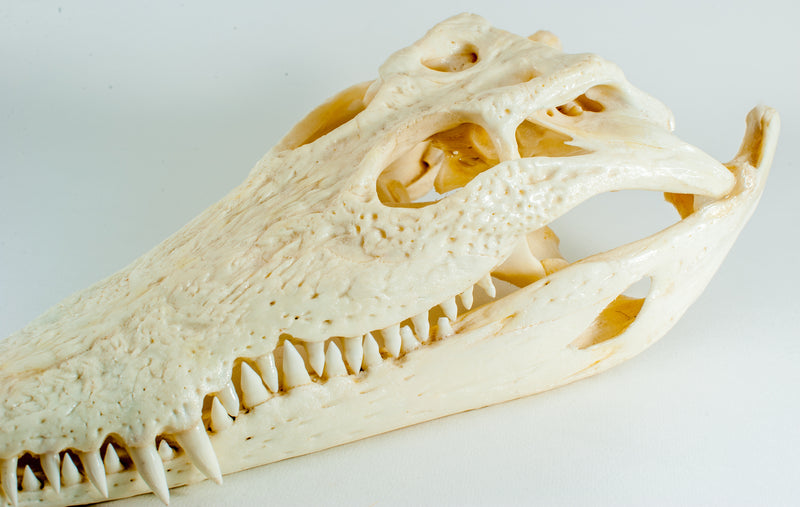 Saltwater Crocodile Skull Taxidermy