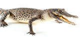 Taxidermy Saltwater Crocodile