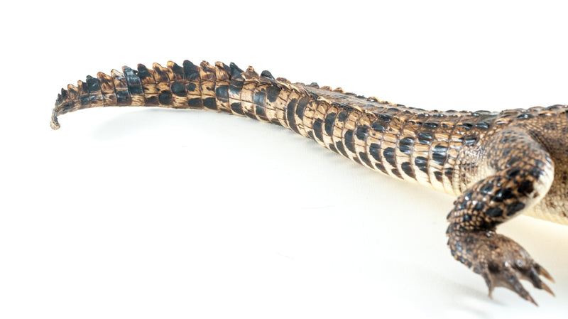 Taxidermy Saltwater Crocodile
