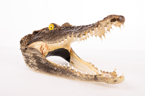 Crocodile Head Taxidermy