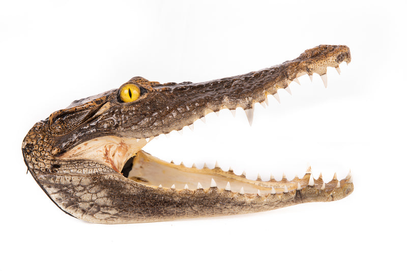 Crocodile Head Taxidermy