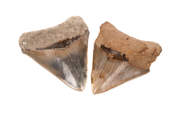 Megalodon Tooth