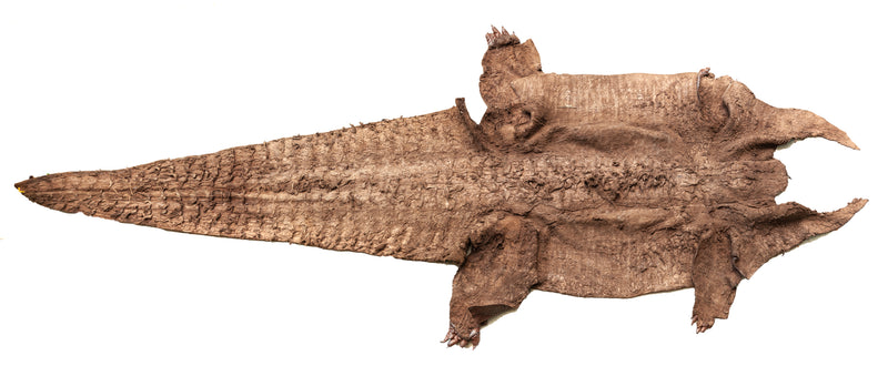 Crocodile Skin Taxidermy