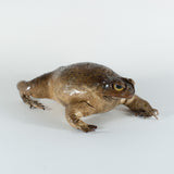 Genuine Taxidermy Cane Toad Fridge Magnet