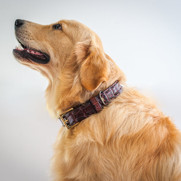 Alligator skin dog sales collar