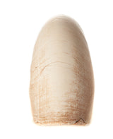 Nautilus Shell