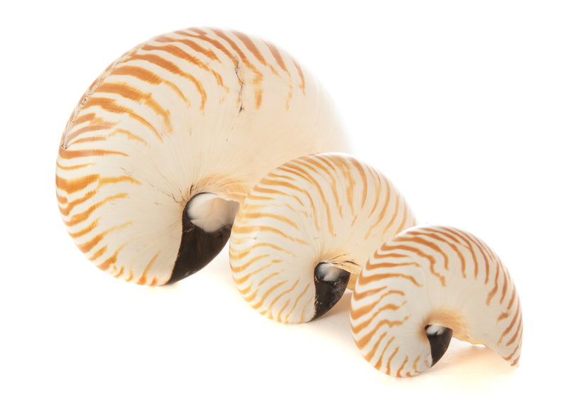 Nautilus Shell