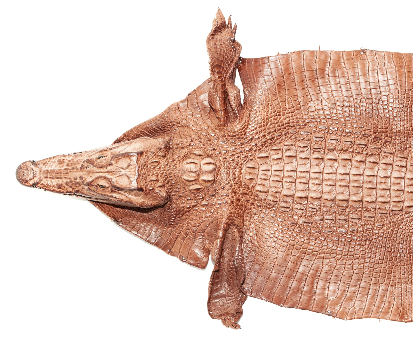 Crocodile Skin Taxidermy – Crocodile Darwin