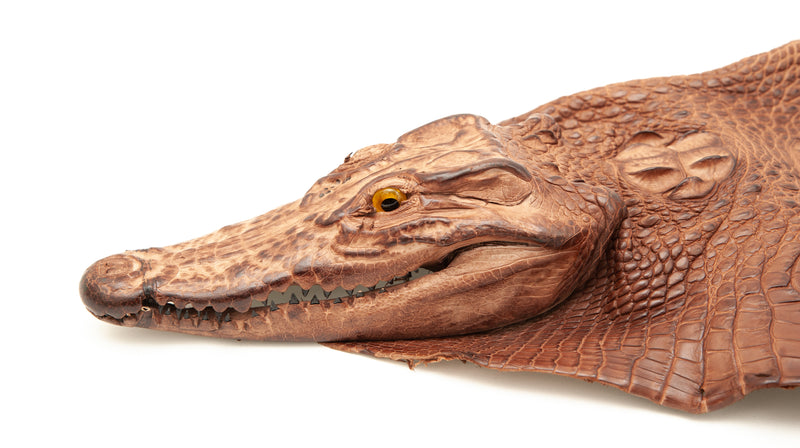 Crocodile Skin Taxidermy