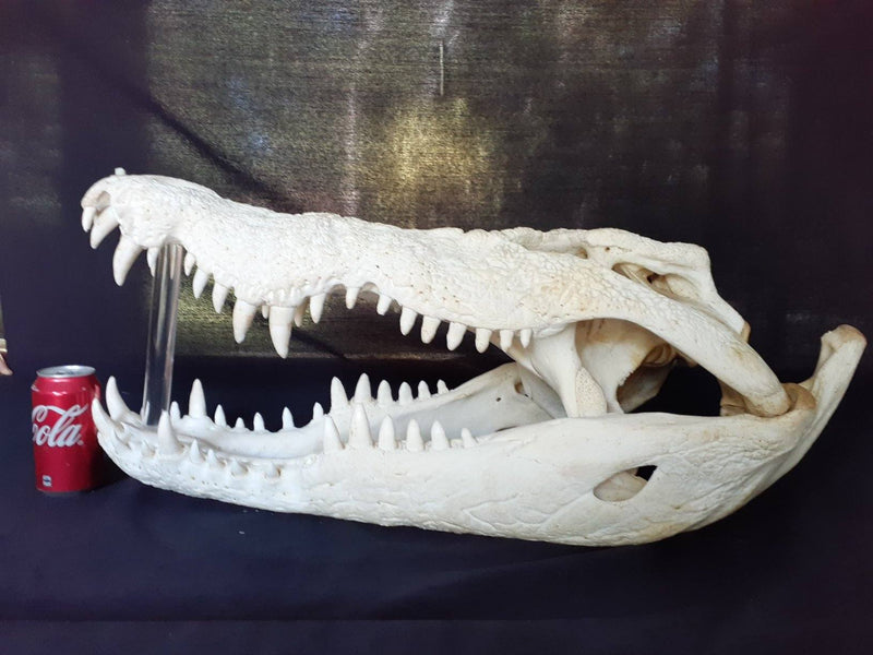 Saltwater Crocodile Skull Taxidermy